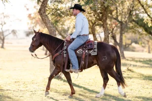 Types of Western Saddles: A Guide to Choosing the Right Saddle for Your Riding Style